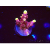 WYSIWYG JF Acropora Fox Flame