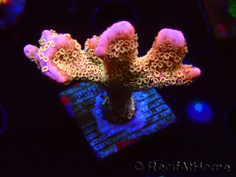WYSIWYG - RAH Montipora Silly Salmon 5K6