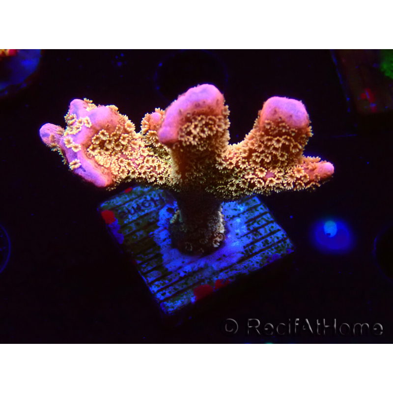 WYSIWYG - RAH Montipora Silly Salmon 5K6