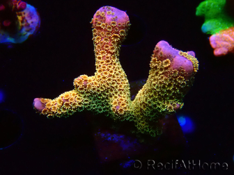 WYSIWYG - RAH Montipora Silly Salmon 5K7