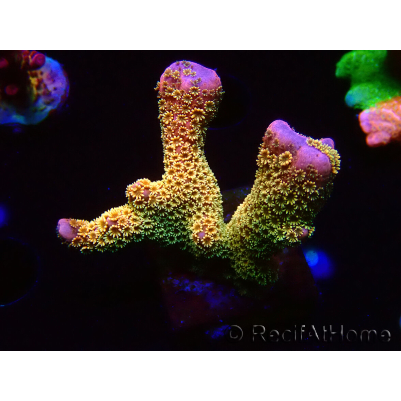 WYSIWYG - RAH Montipora Silly Salmon 5K7