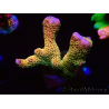 WYSIWYG - RAH Montipora Silly Salmon 5K7