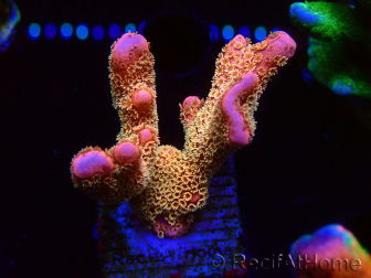 WYSIWYG - RAH Montipora Silly Salmon 5K8