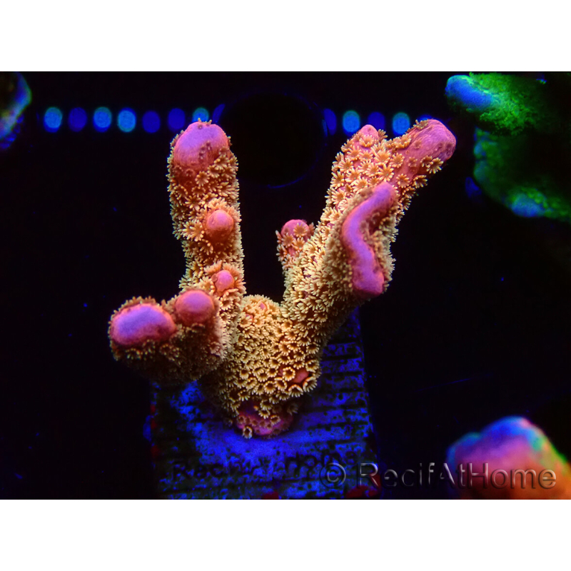 WYSIWYG - RAH Montipora Silly Salmon 5K8
