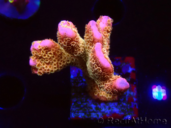WYSIWYG - RAH Montipora Silly Salmon 5K9