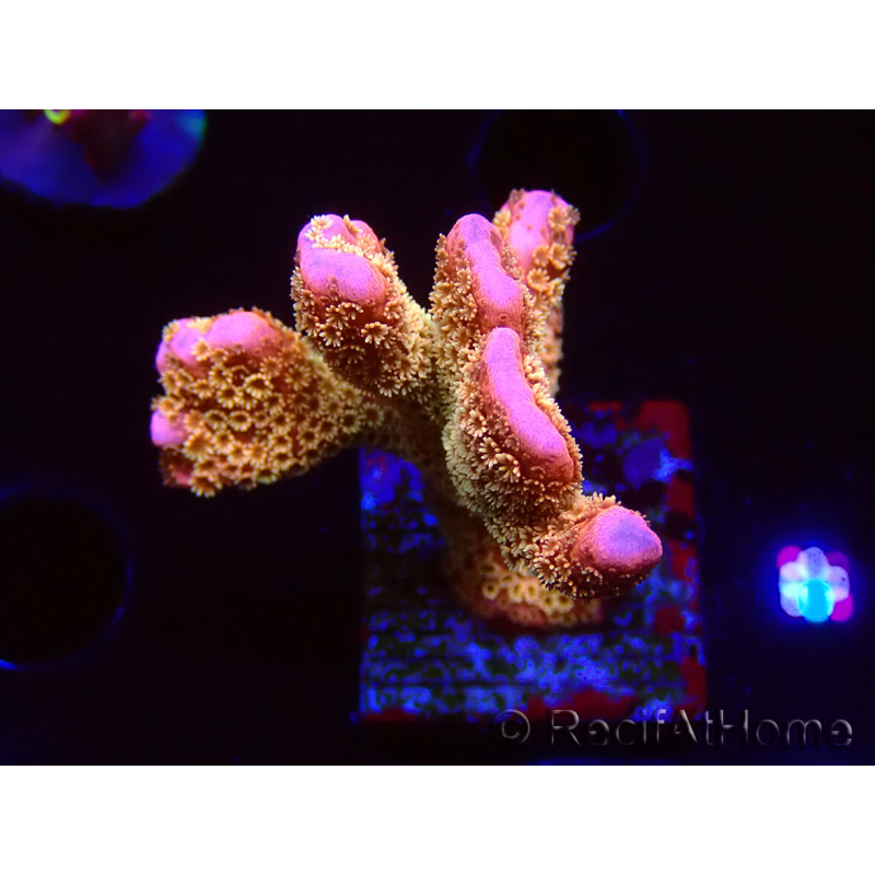 WYSIWYG - RAH Montipora Silly Salmon
