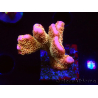 WYSIWYG - RAH Montipora Silly Salmon
