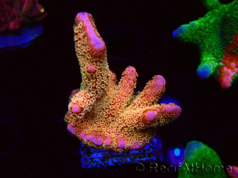 WYSIWYG - RAH Montipora Silly Salmon