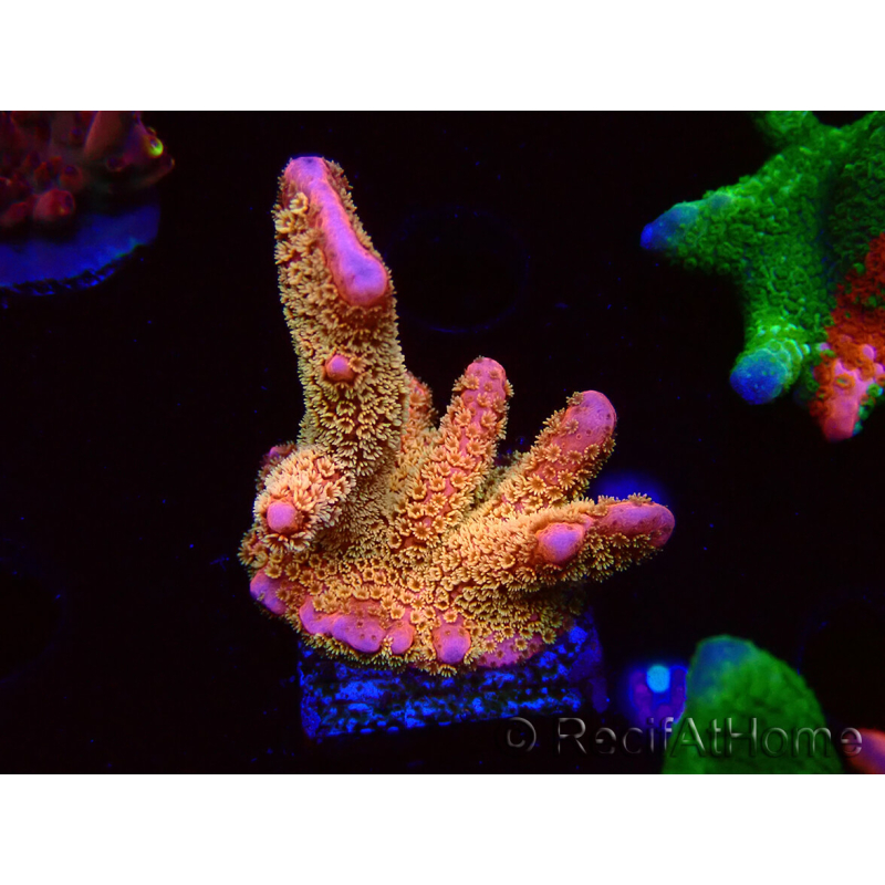 WYSIWYG - RAH Montipora Silly Salmon 5K10