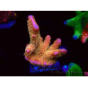 WYSIWYG - RAH Montipora Silly Salmon 5K10