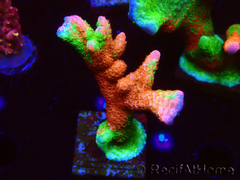 WYSIWYG WWC Montipora Contraband Digitata 5Q1