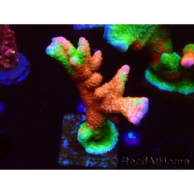 WYSIWYG WWC Montipora Contraband Digitata