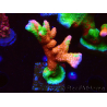 WYSIWYG WWC Montipora Contraband Digitata 5Q1