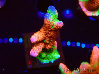 WYSIWYG WWC Montipora Contraband Digitata 5Q2
