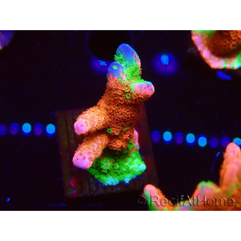 WYSIWYG WWC Montipora ContrabandDigitata