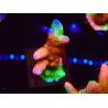 WYSIWYG WWC Montipora Contraband Digitata 5Q2