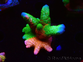 WYSIWYG WWC Montipora Contraband Digitata