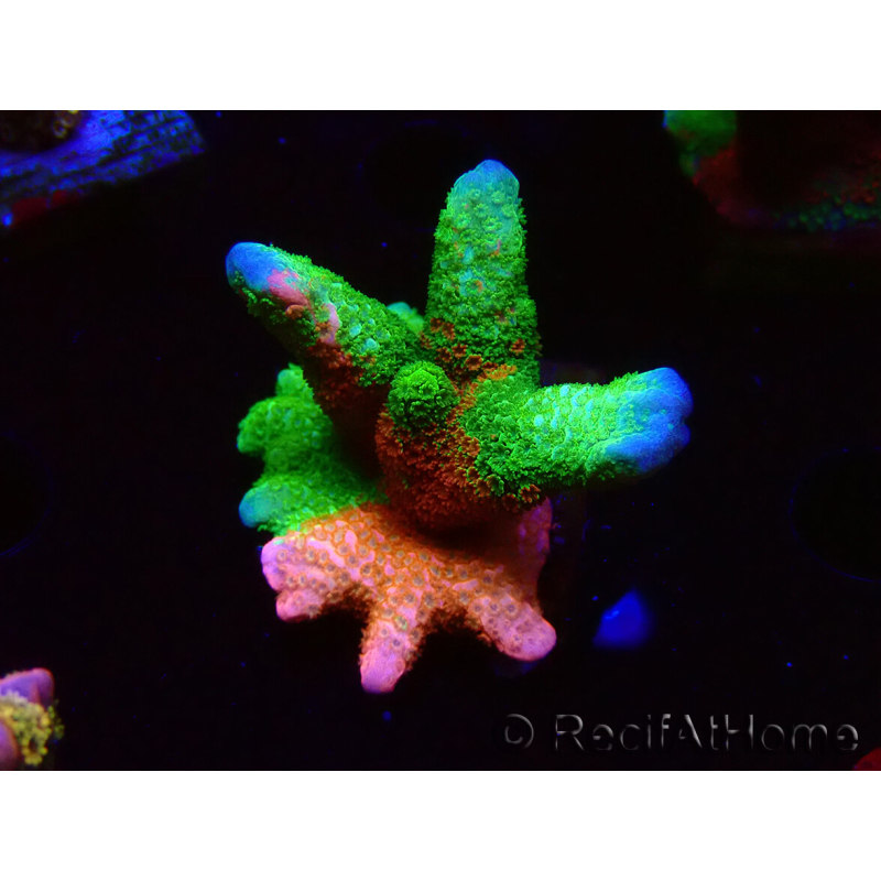 WYSIWYG WWC Montipora Contraband Digitata