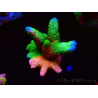 WYSIWYG WWC Montipora Contraband Digitata