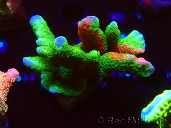 WYSIWYG WWC Montipora ContrabandDigitata 5Q4