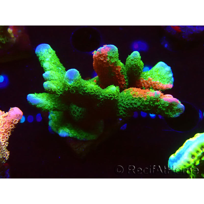 WYSIWYG WWC Montipora ContrabandDigitata