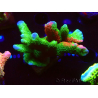 WYSIWYG WWC Montipora ContrabandDigitata