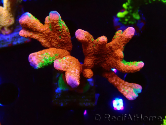 WYSIWYG WWC Montipora Contraband Digitata
