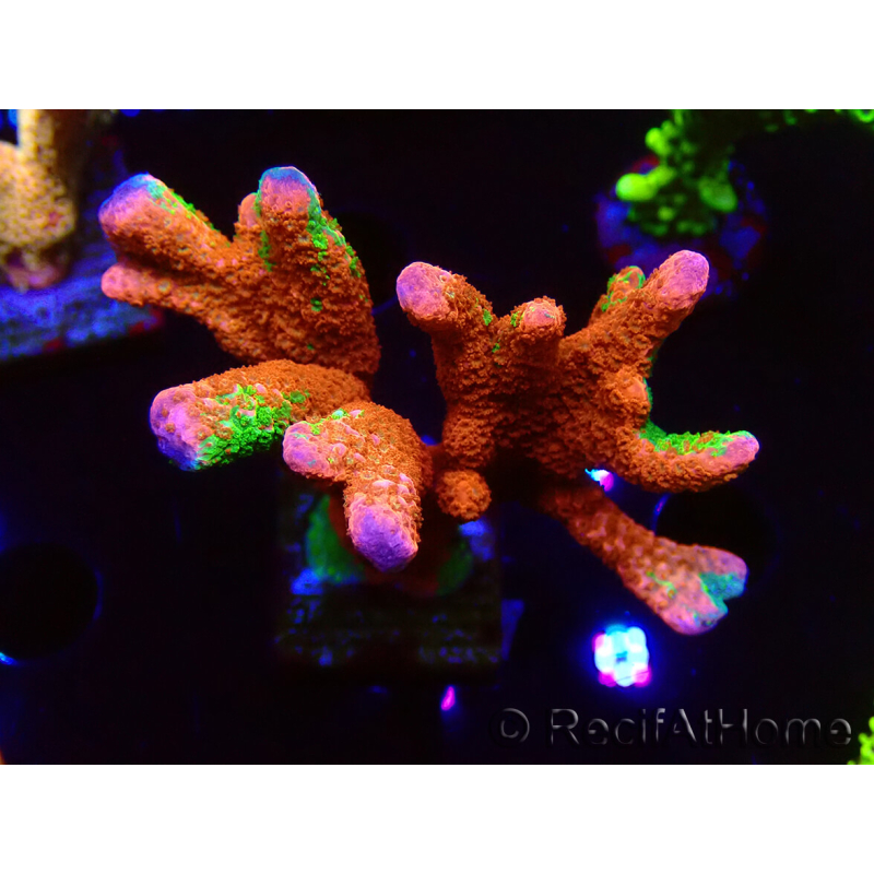 WYSIWYG WWC Montipora Contraband Digitata