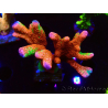 WYSIWYG WWC Montipora Contraband Digitata