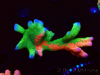 WYSIWYG WWC Montipora Contraband Digitata 5Q6