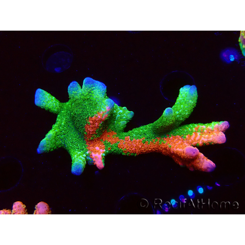WYSIWYG WWC Montipora Contraband Digitata 5Q6