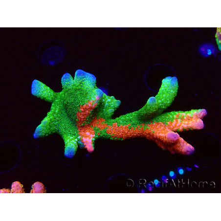 WYSIWYG WWC Montipora Contraband Digitata