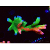 WYSIWYG WWC Montipora Contraband Digitata 5Q6