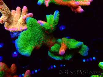 WYSIWYG WWC Montipora Contraband Digitata 5Q7
