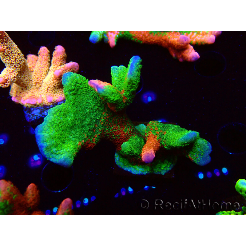 WYSIWYG WWC Montipora Contraband Digitata 5Q7