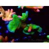 WYSIWYG WWC Montipora Contraband Digitata 5Q7