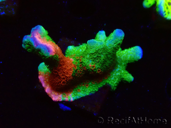 WYSIWYG WWC Montipora Contraband Digitata