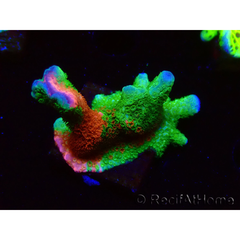 WYSIWYG WWC Montipora Contraband Digitata