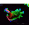 WYSIWYG WWC Montipora Contraband Digitata 5Q8