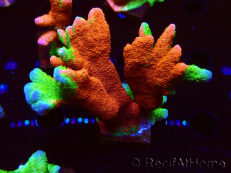WYSIWYG WWC Montipora Contraband Digitata