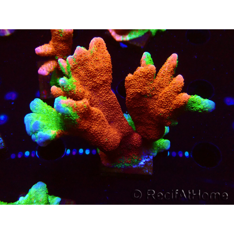 WYSIWYG WWC Montipora Contraband Digitata