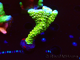 WYSIWYG - CB Incredible Hulk Montipora 5L6