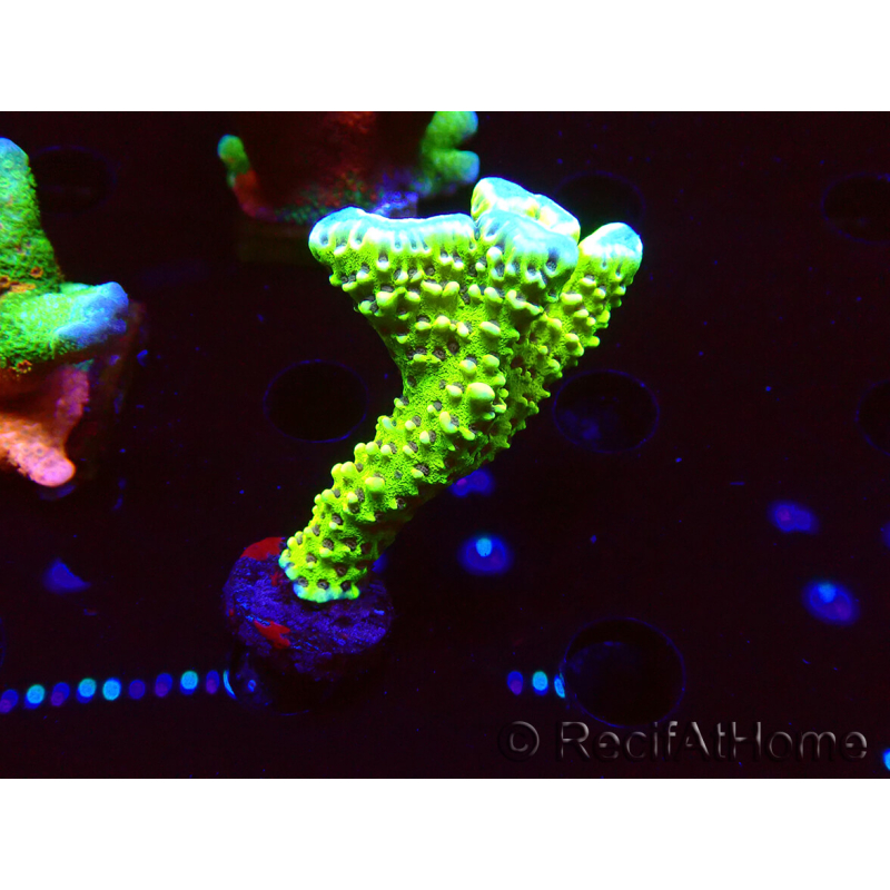WYSIWYG - CB Incredible Hulk Montipora