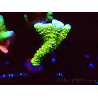 WYSIWYG - CB Incredible Hulk Montipora 5L6