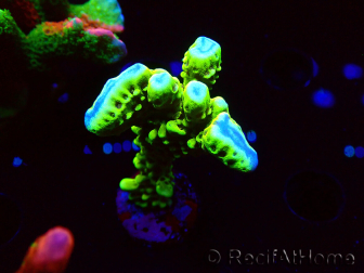 WYSIWYG - CB Incredible Hulk Montipora 5L8