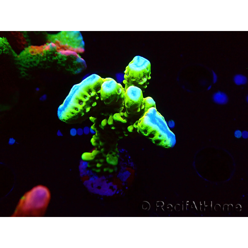 WYSIWYG - CB Incredible Hulk Montipora