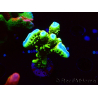 WYSIWYG - CB Incredible Hulk Montipora