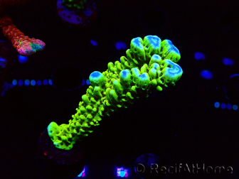 WYSIWYG - CB Incredible Hulk Montipora 5L9