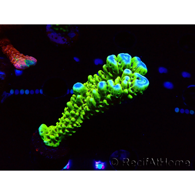 WYSIWYG - CB Incredible Hulk Montipora