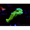 WYSIWYG - CB Incredible Hulk Montipora
